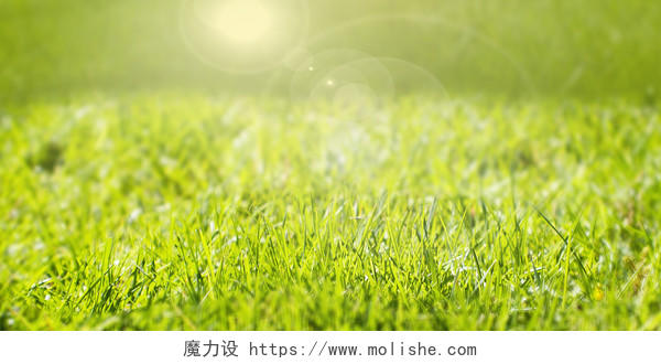 绿色草地模糊太阳光晕背